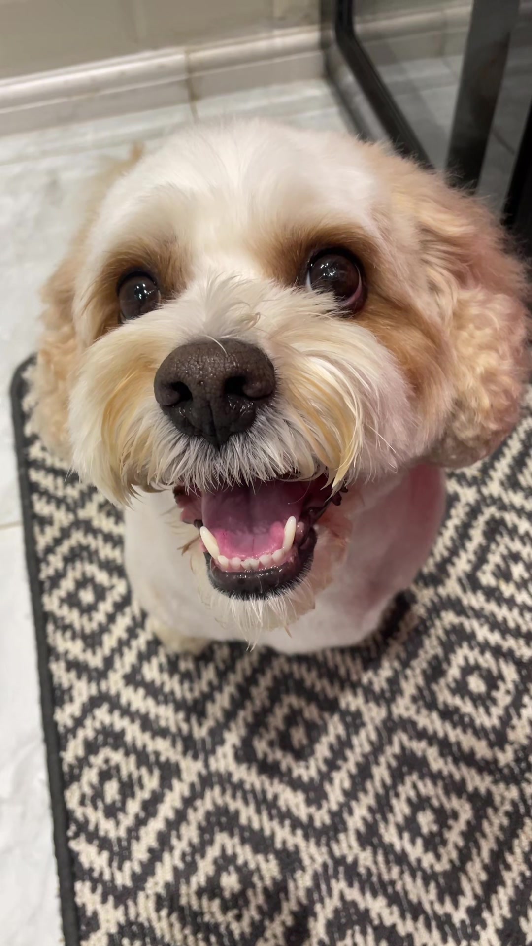 @My Cavachon