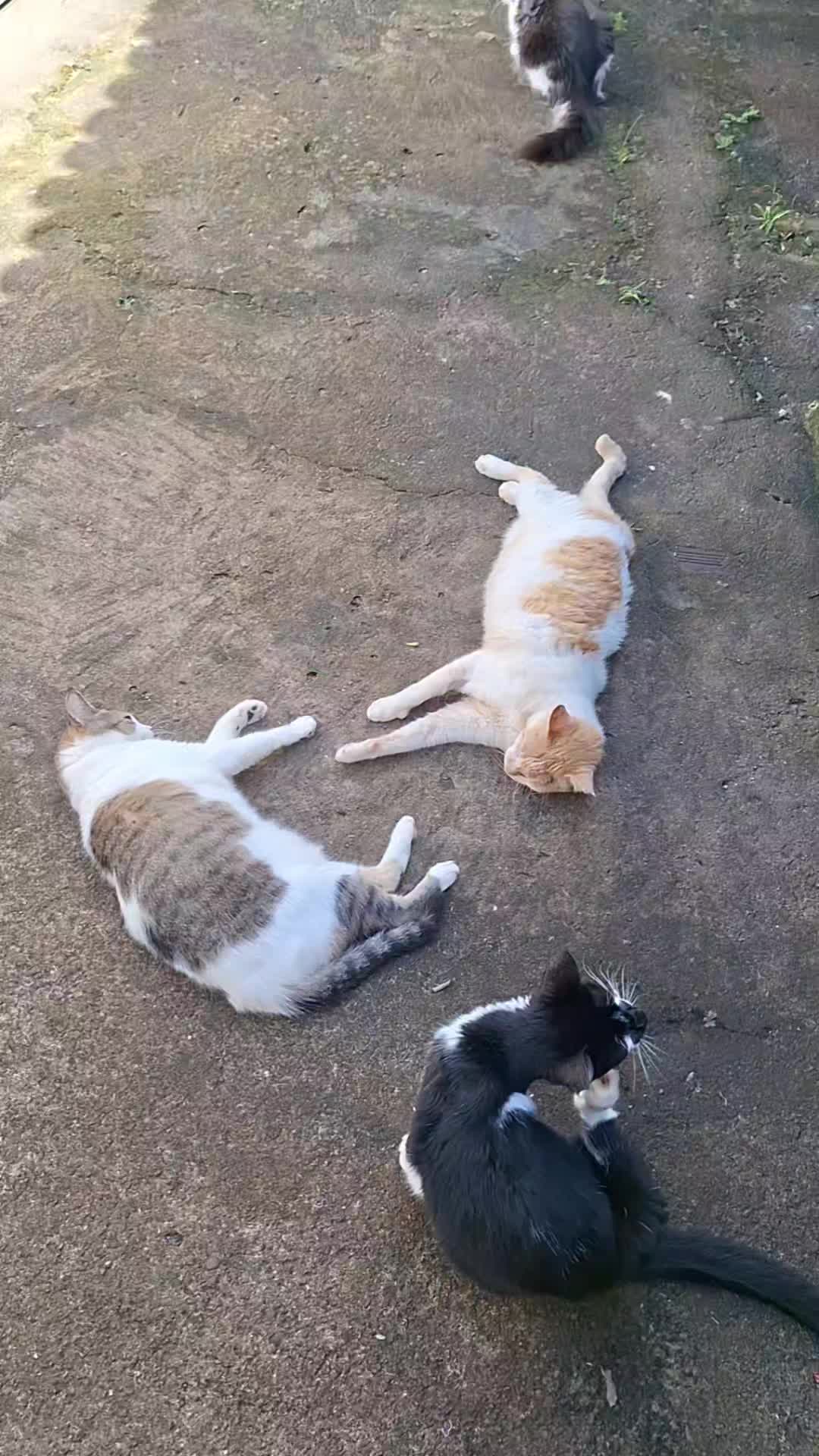 @casa dos gatos