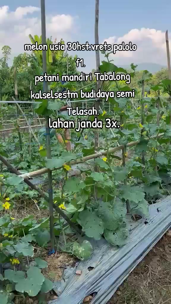 @SURYA TANI