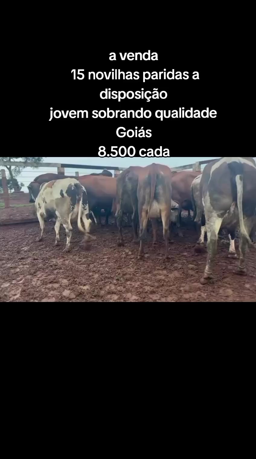 @marketing_do_gado