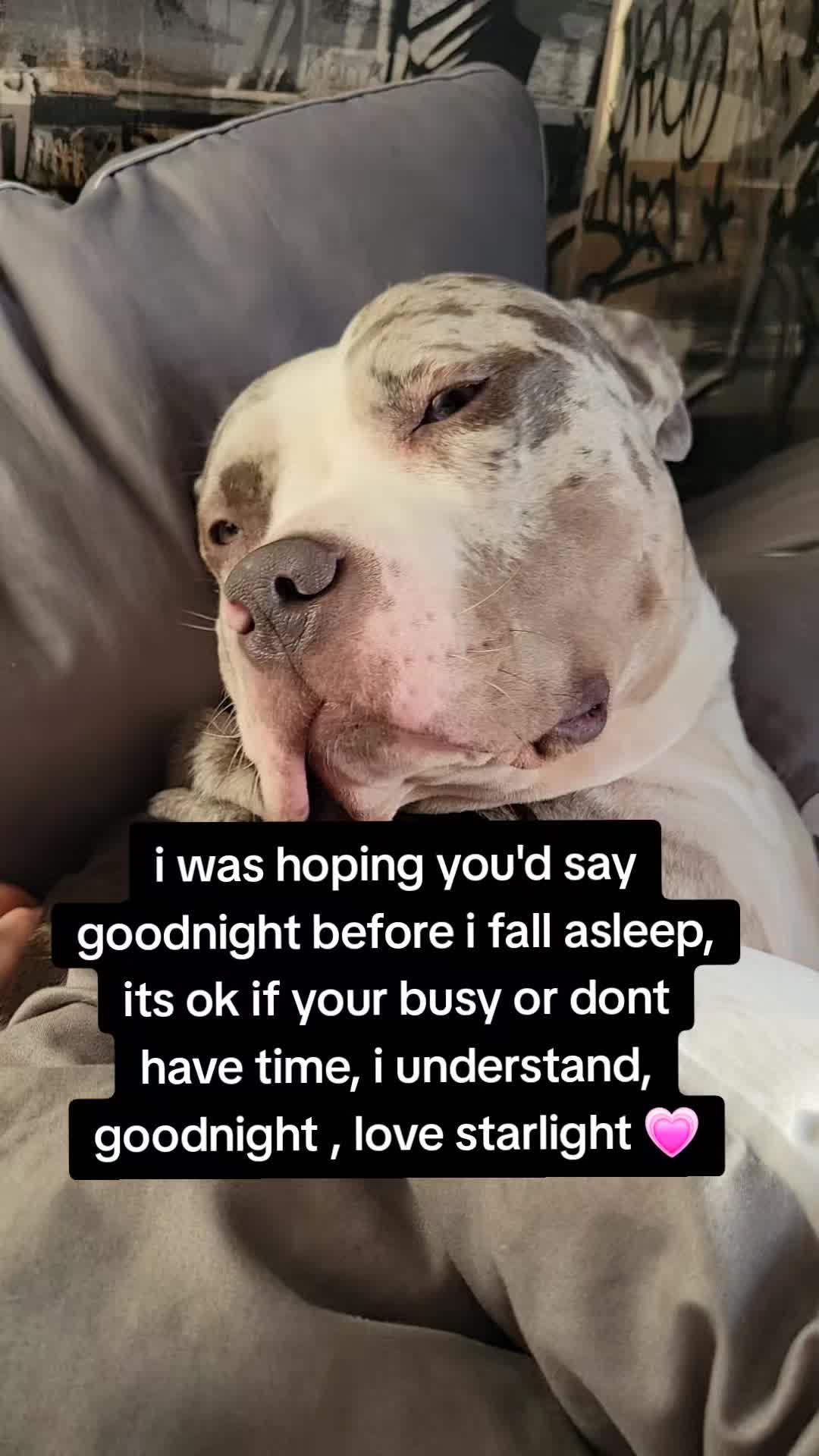 @kirsty+starlight the xl bully