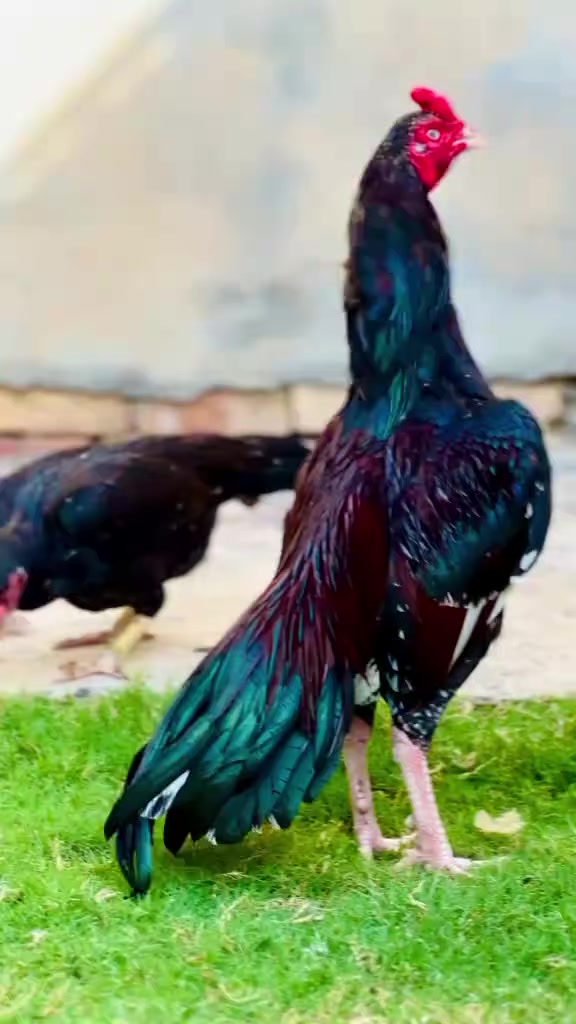 @🐓 ASEEL SHOK 🐓