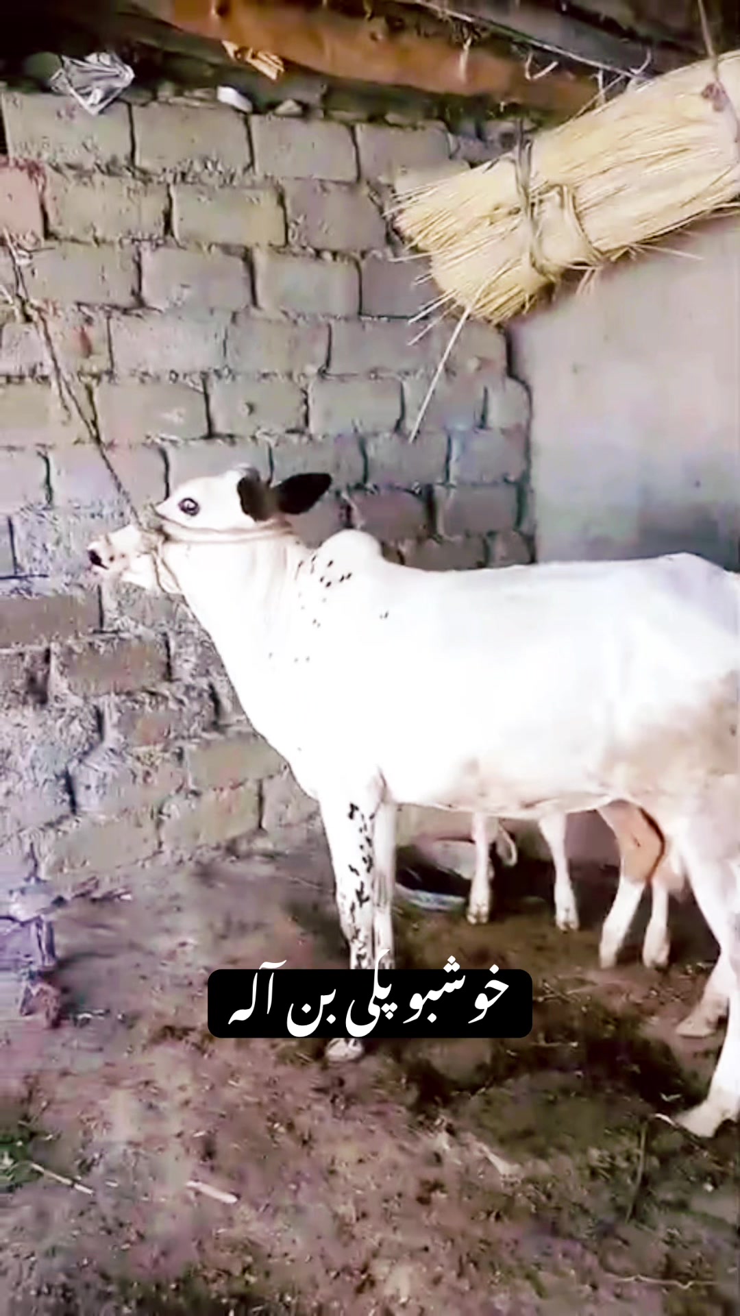 @Wakeel gujjar