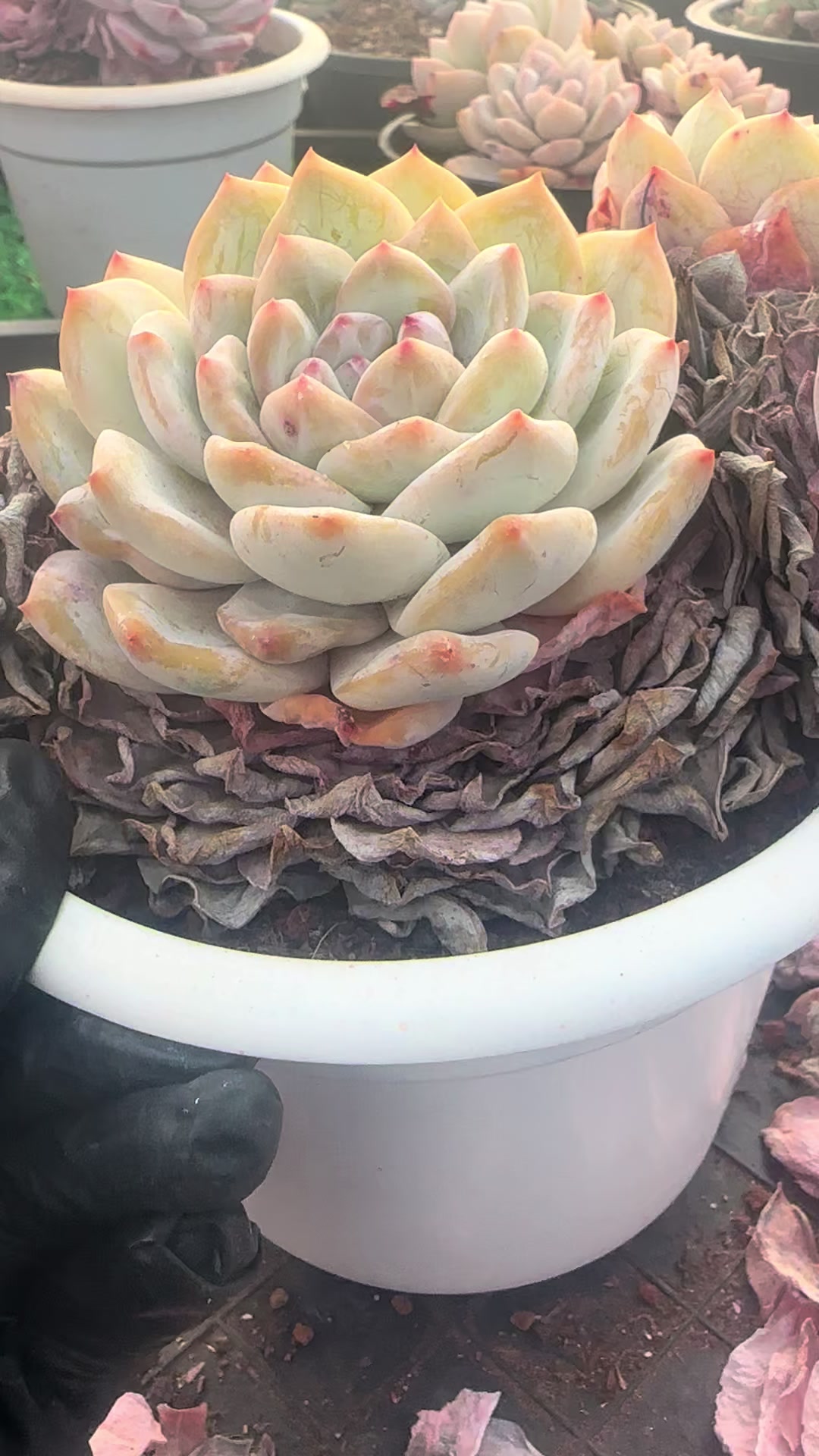 @云萌多肉