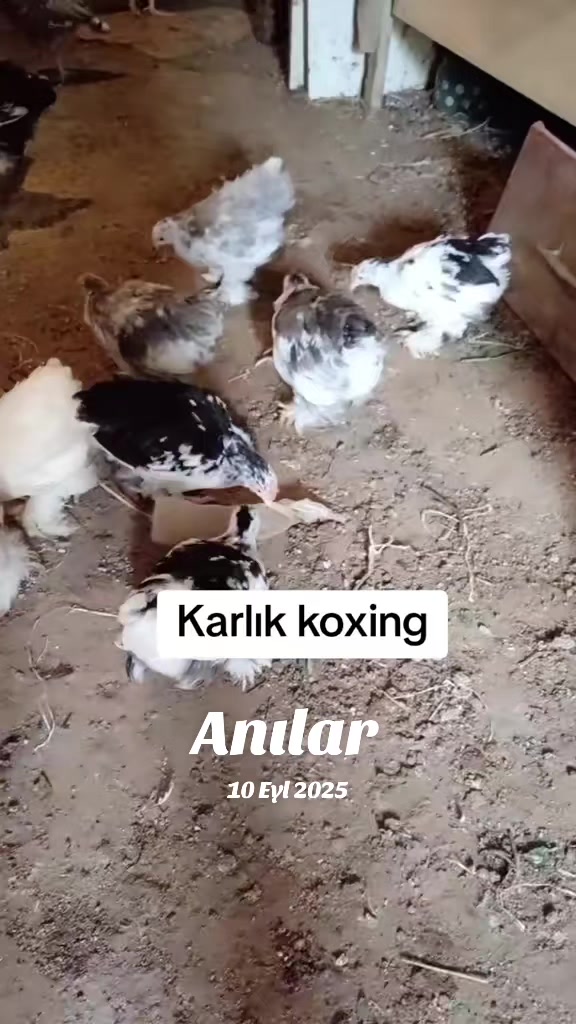 @MAŞTAĞA_QUŞCULUĞ