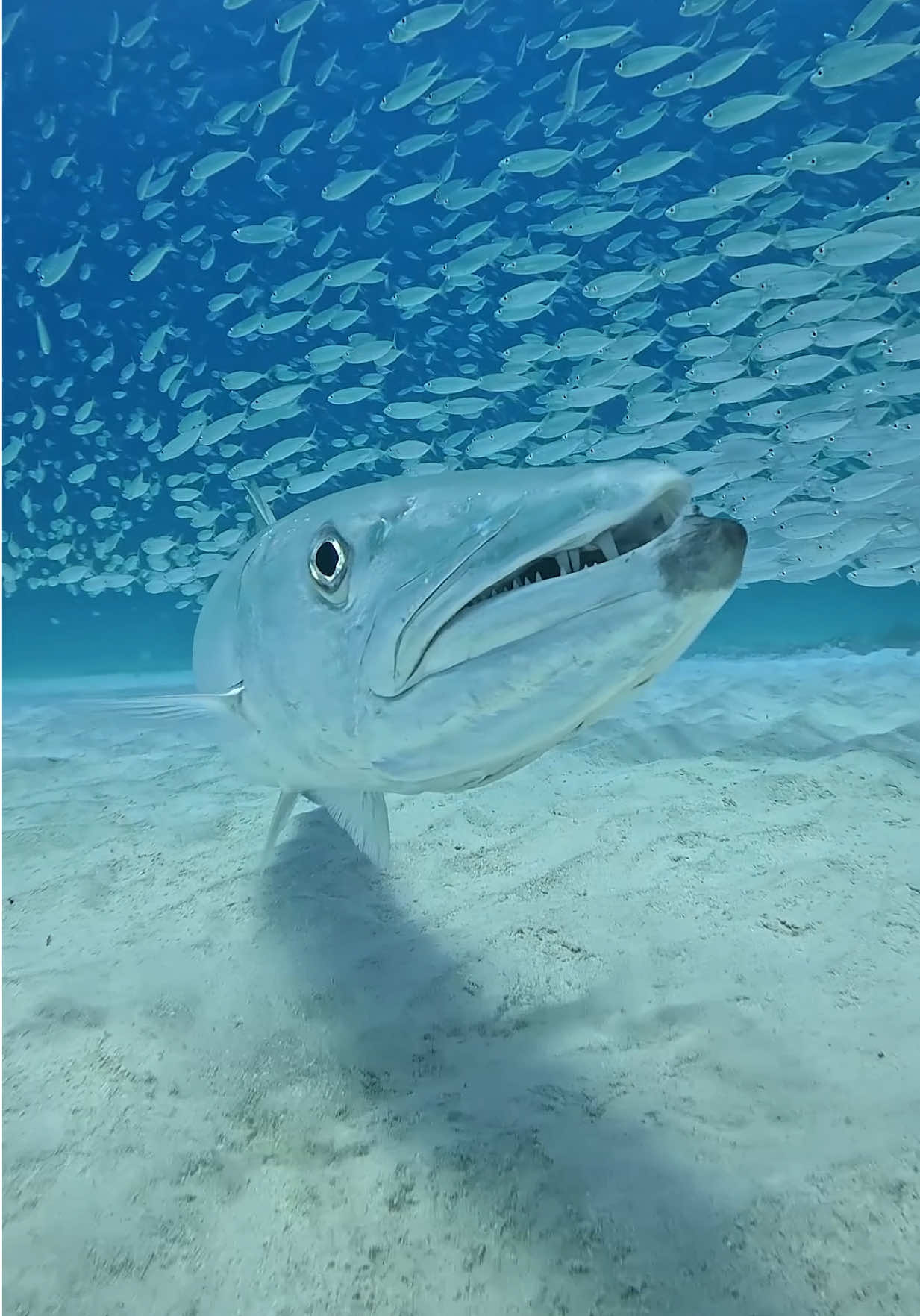 @GoPro