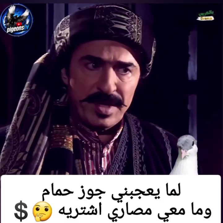 @Pigeons Tv