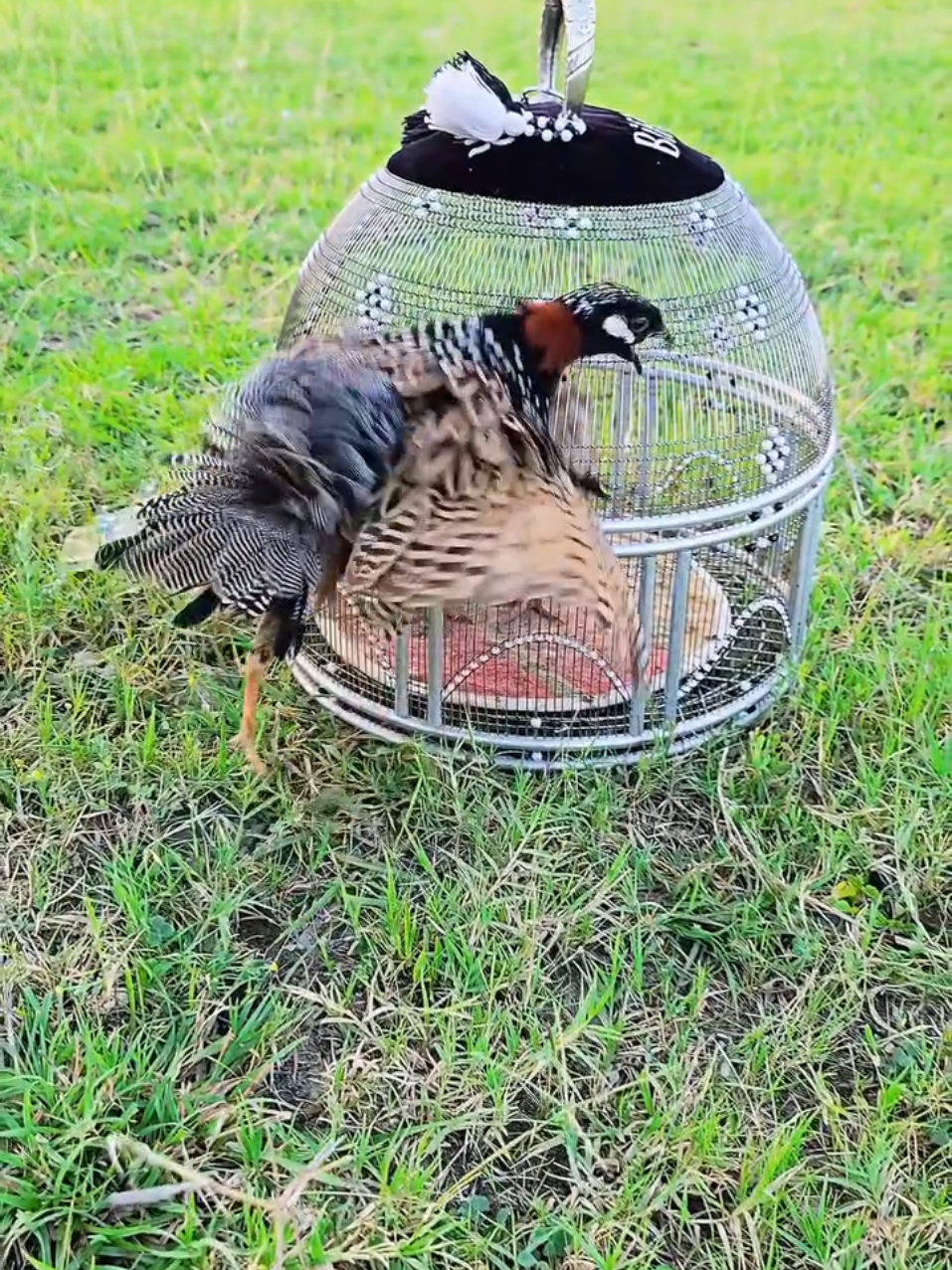 @Birds Lover