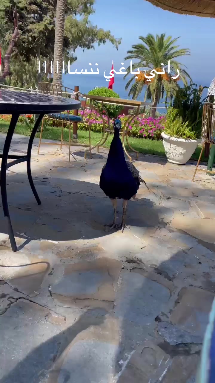 @yassinetmax