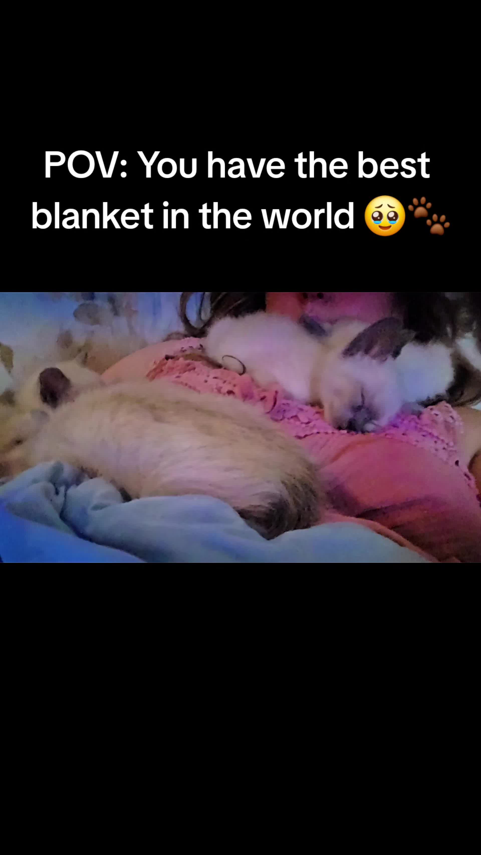 @Brittany's Beauties Kittens