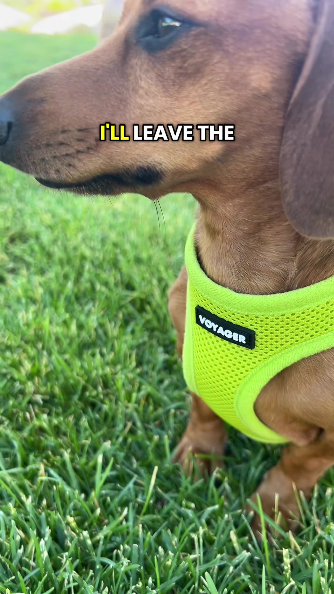 @Slinky Severus-Doo