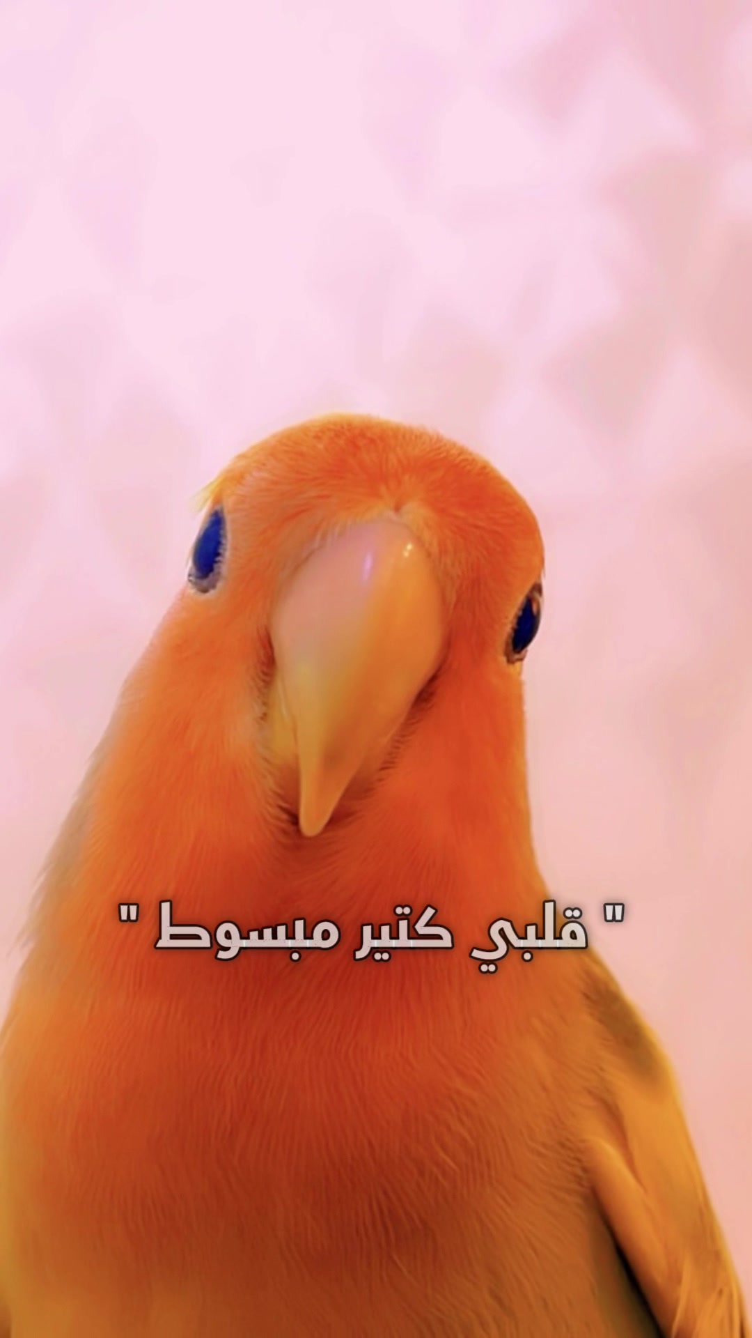 @／(.. .. ..)＼
