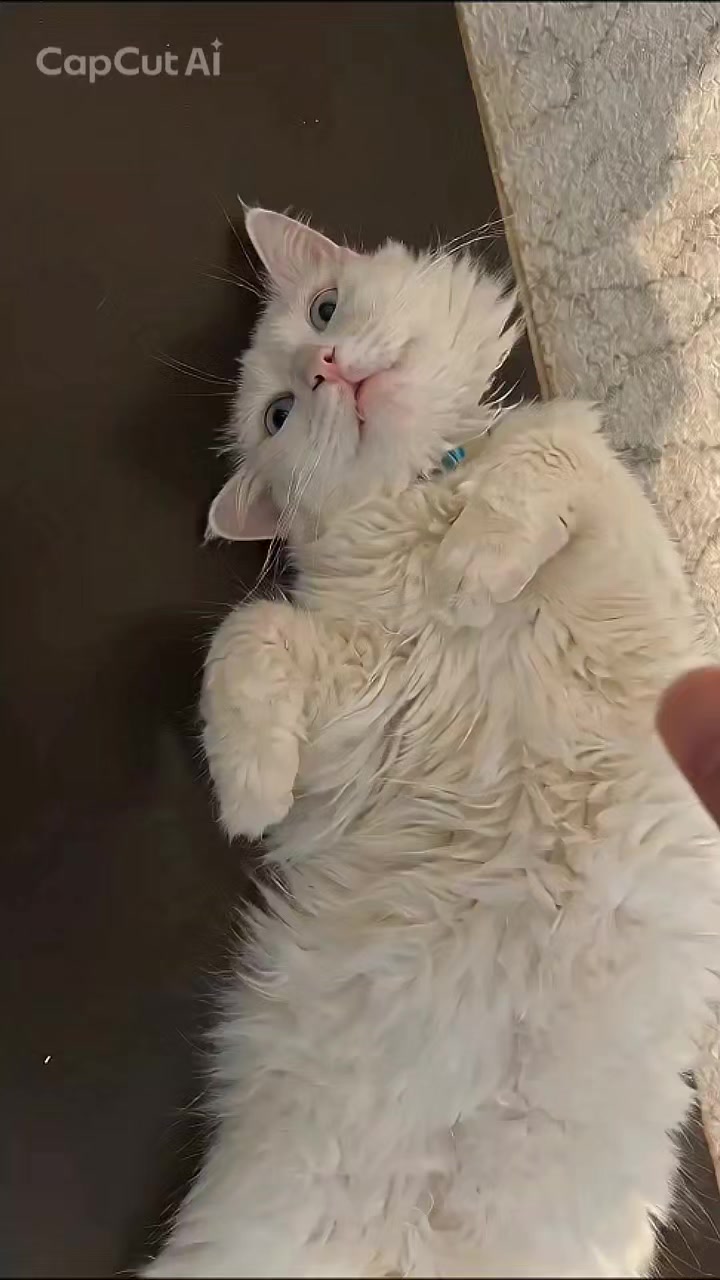 @Kedi_BULUT