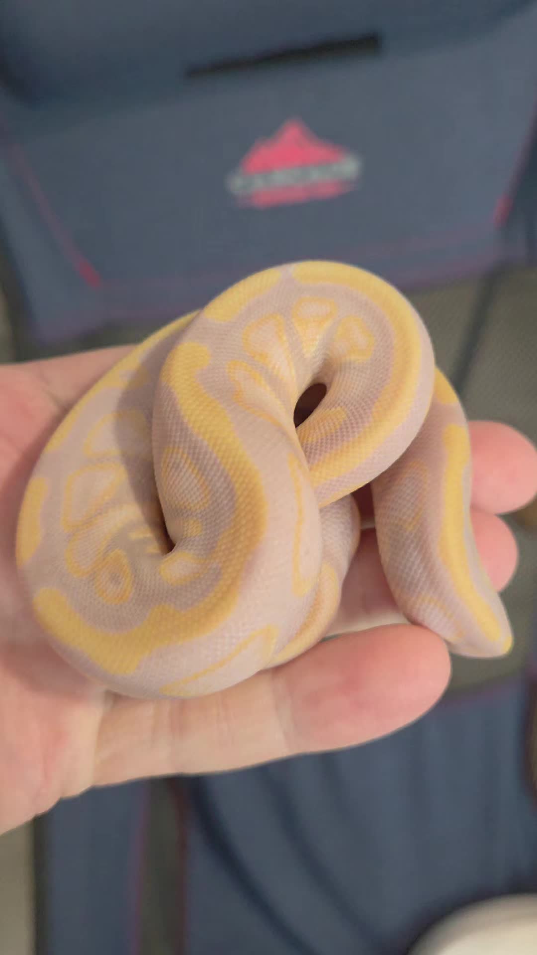 @Rikers Reptiles