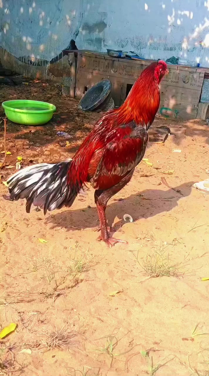 @๐๐ ๐๐ซ๐๐๐๐๐ซ๐๐ฅ