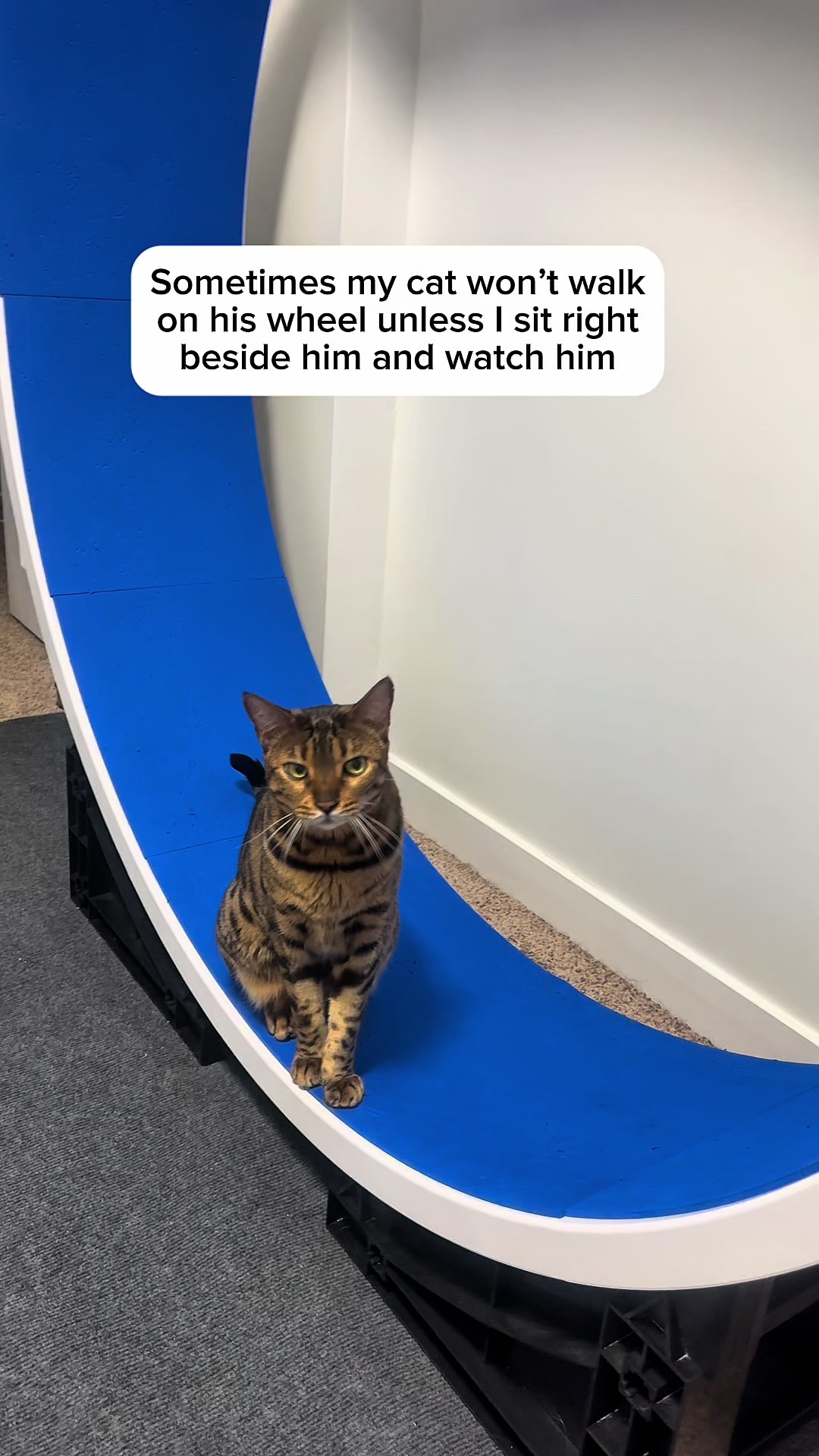 @Three Nawty Cats