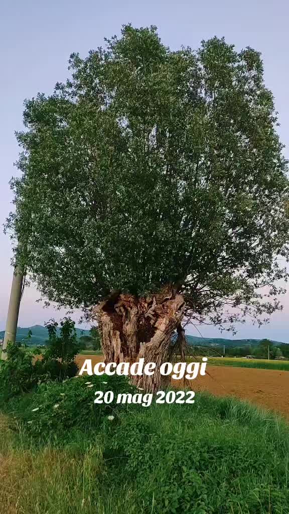 @Maya Sirio