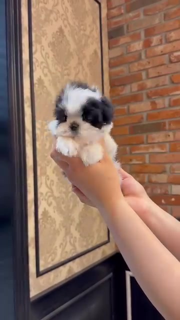 @Teacup puppies