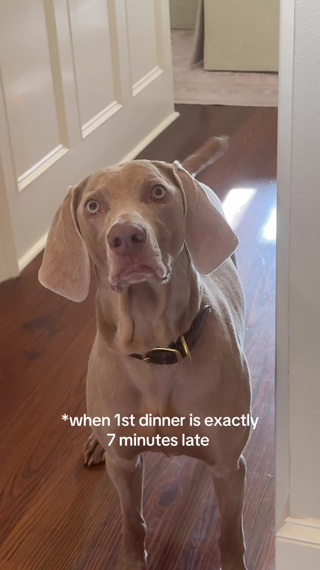 @Zoey the Weim