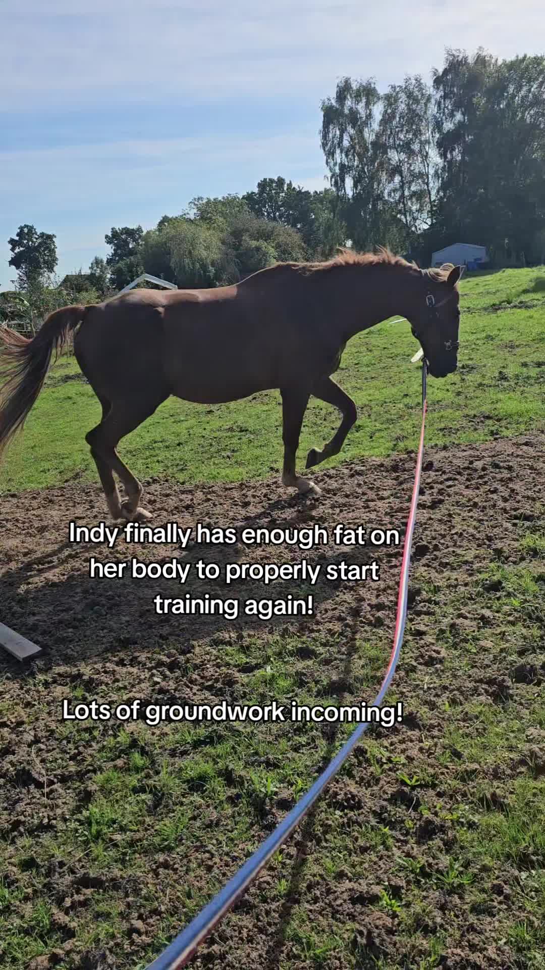 @Dino and horses