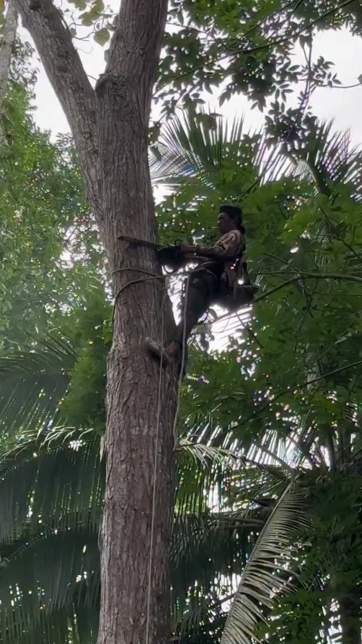@Alex Tree Climber 👷 🇺🇸