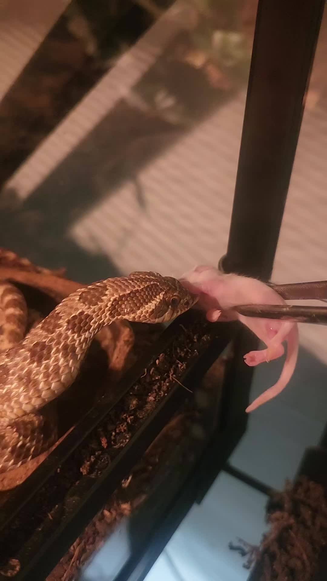 @Ballard’s Reptiles