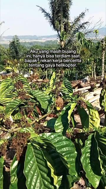 @PetaniMuda