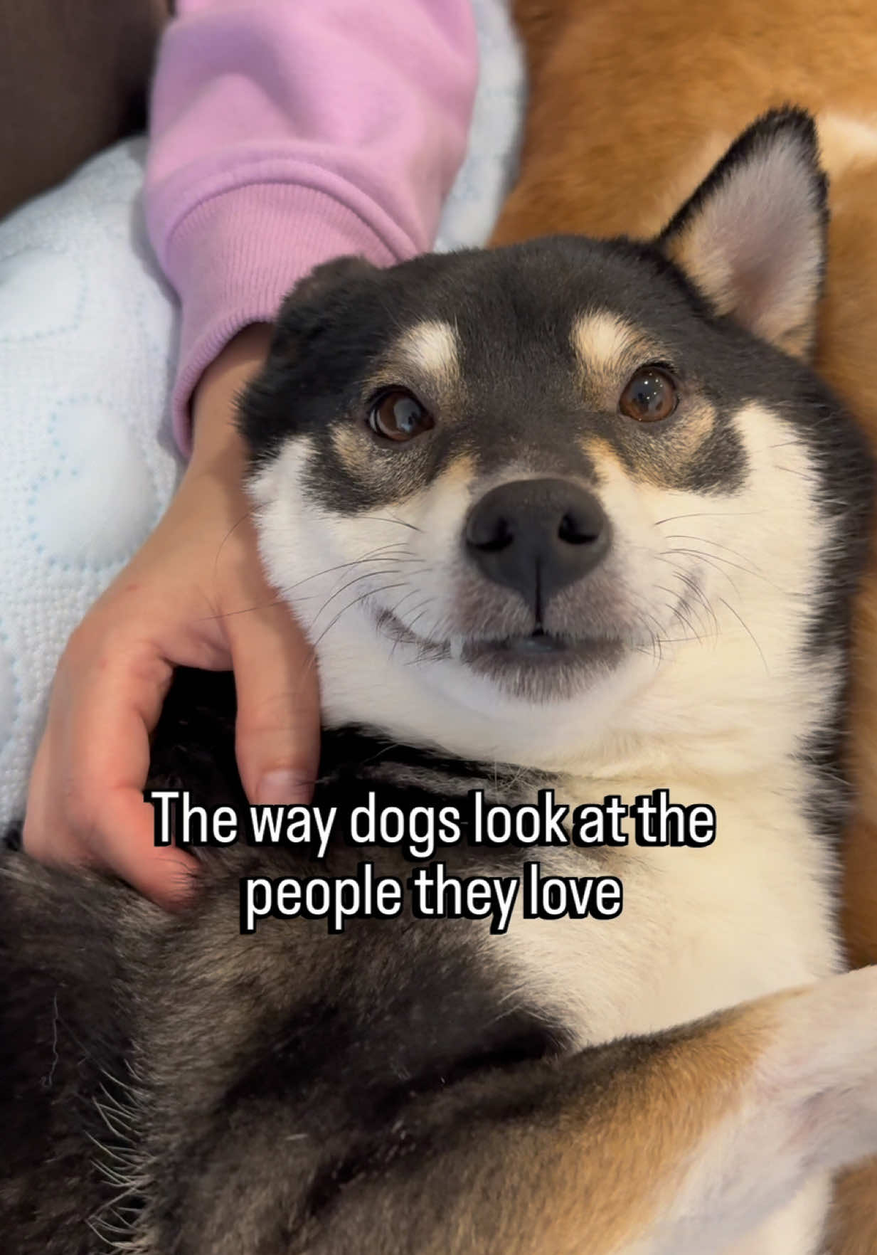 @Flock of Shibas 🐕🐕🐕