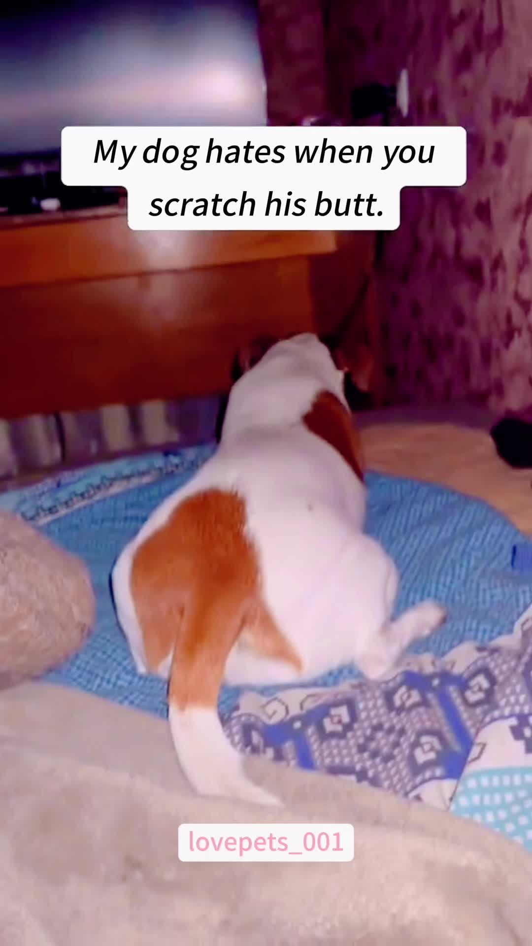 @lovepets_001