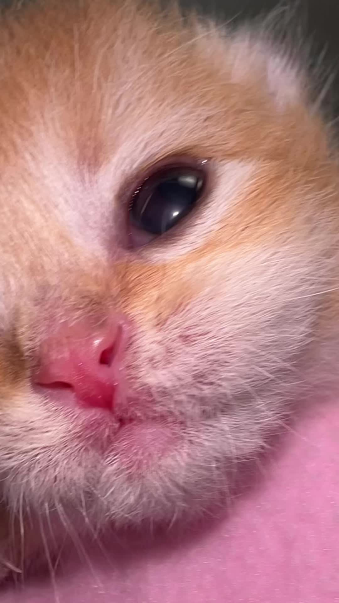 @Soothing Cats😻