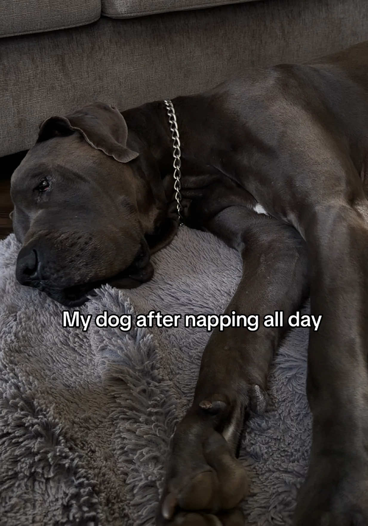 @GUNNER | Great Dane