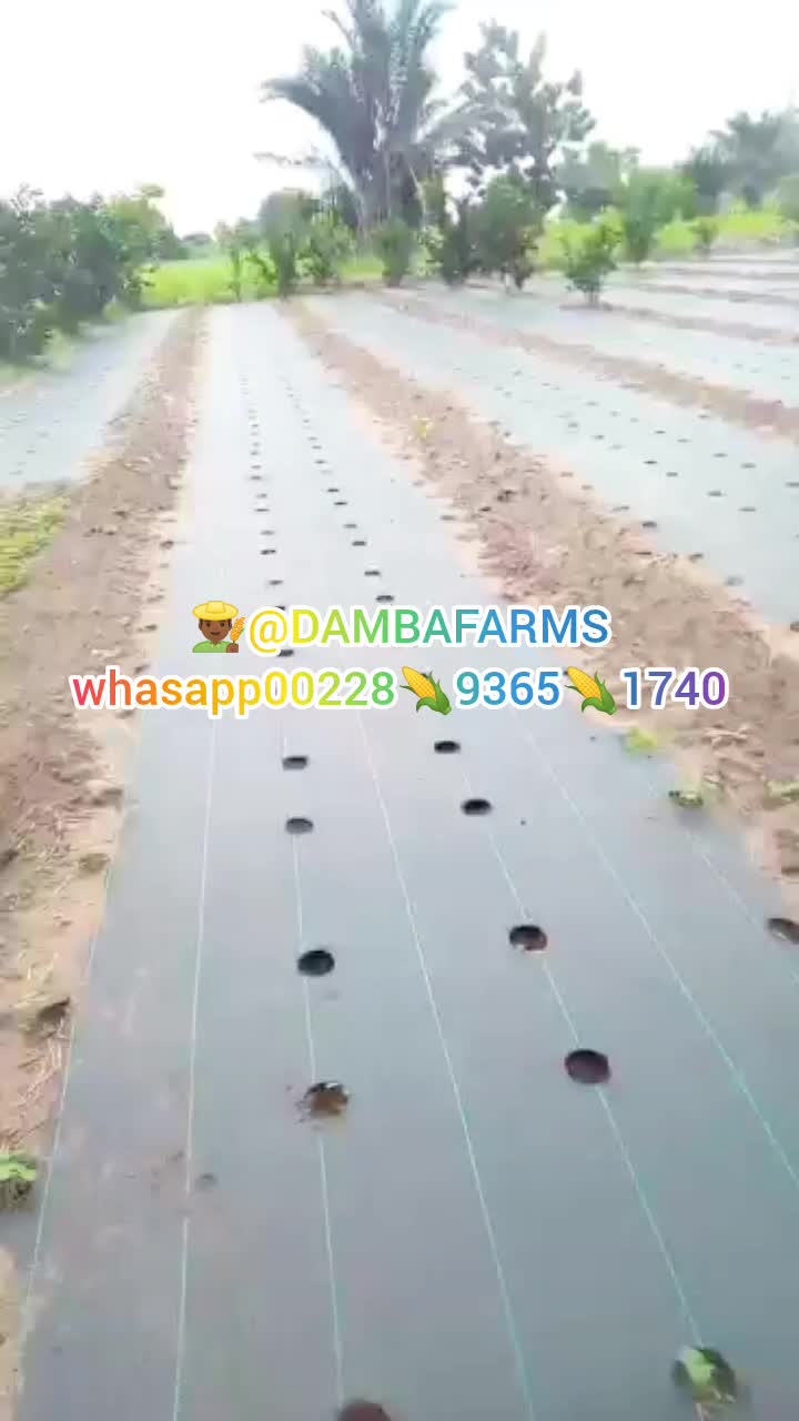 @dambafarms