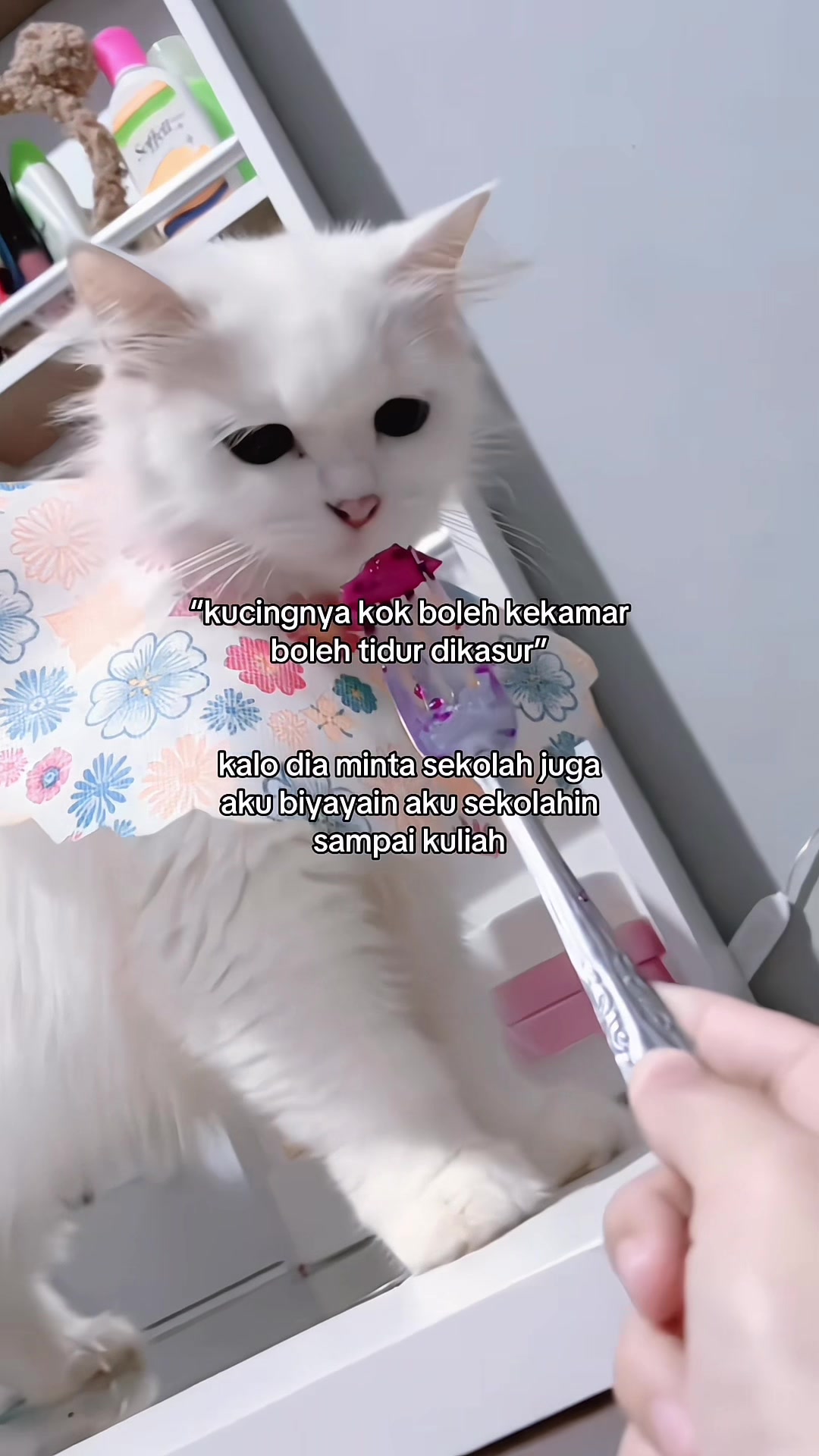 @๐๐๐๐๐ถ๐๐๐๐พ๐ถ