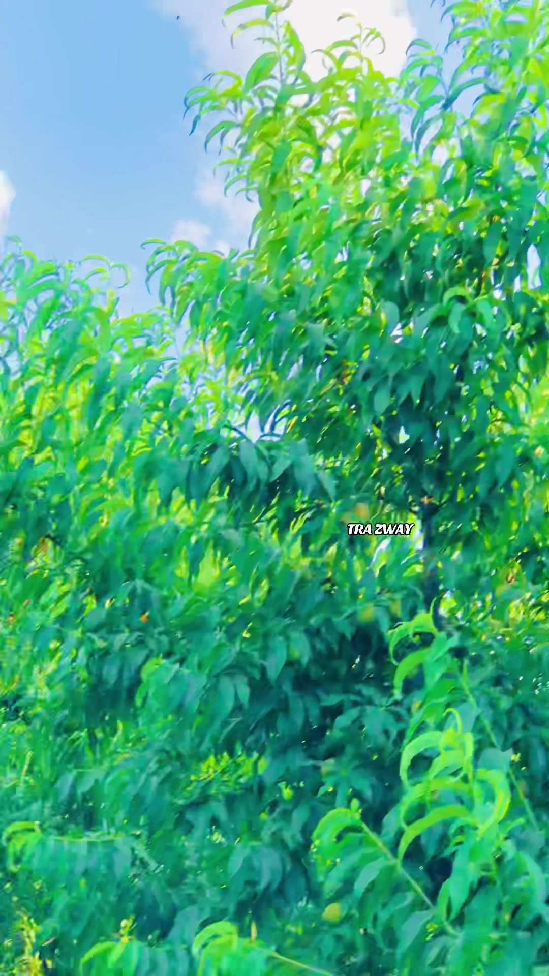 @* 🦅 S&acirc;&Icirc;d  &Aring;&ntilde;W&acirc;ر 🦅*