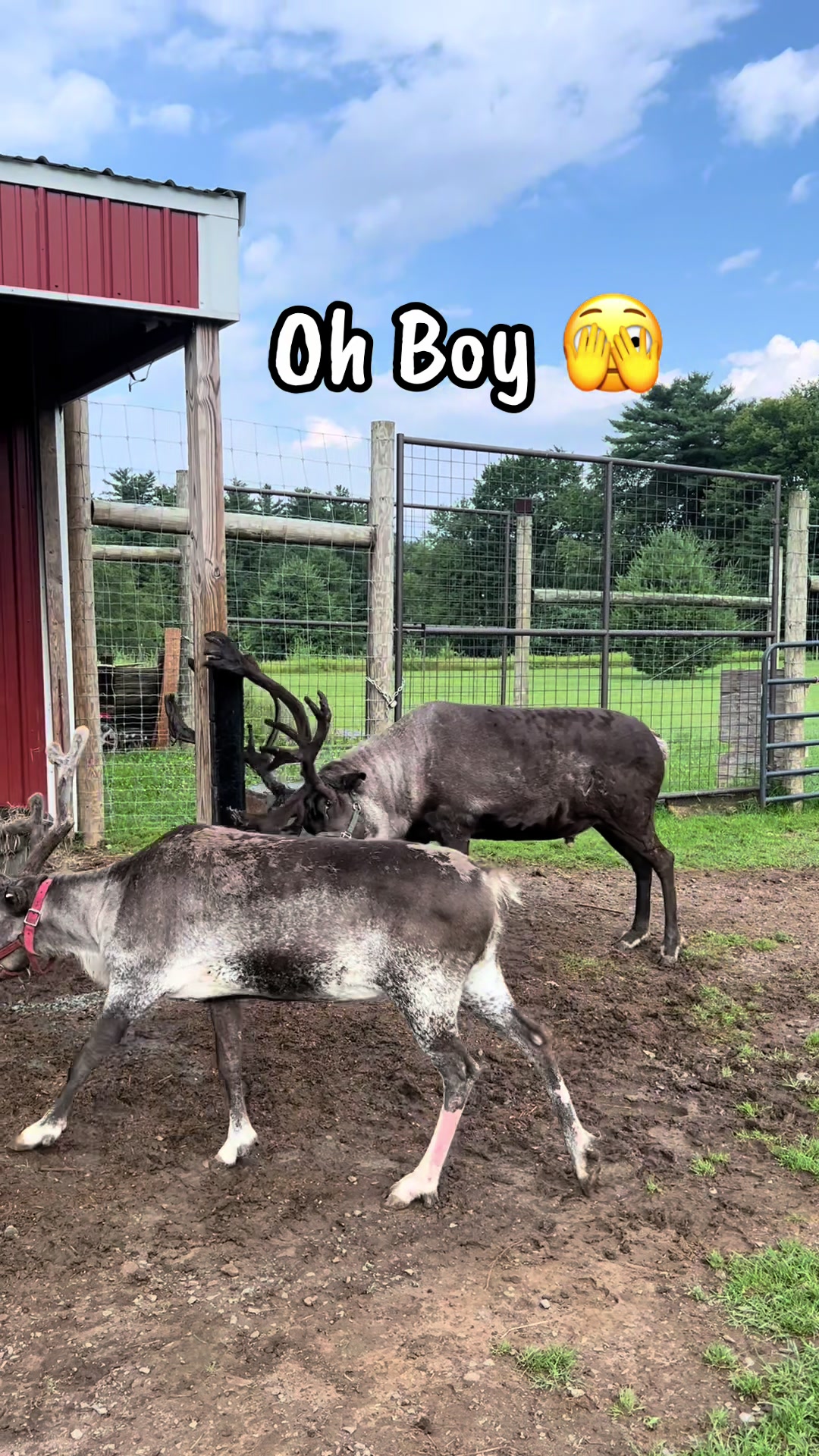 @ReindeerMagicLady