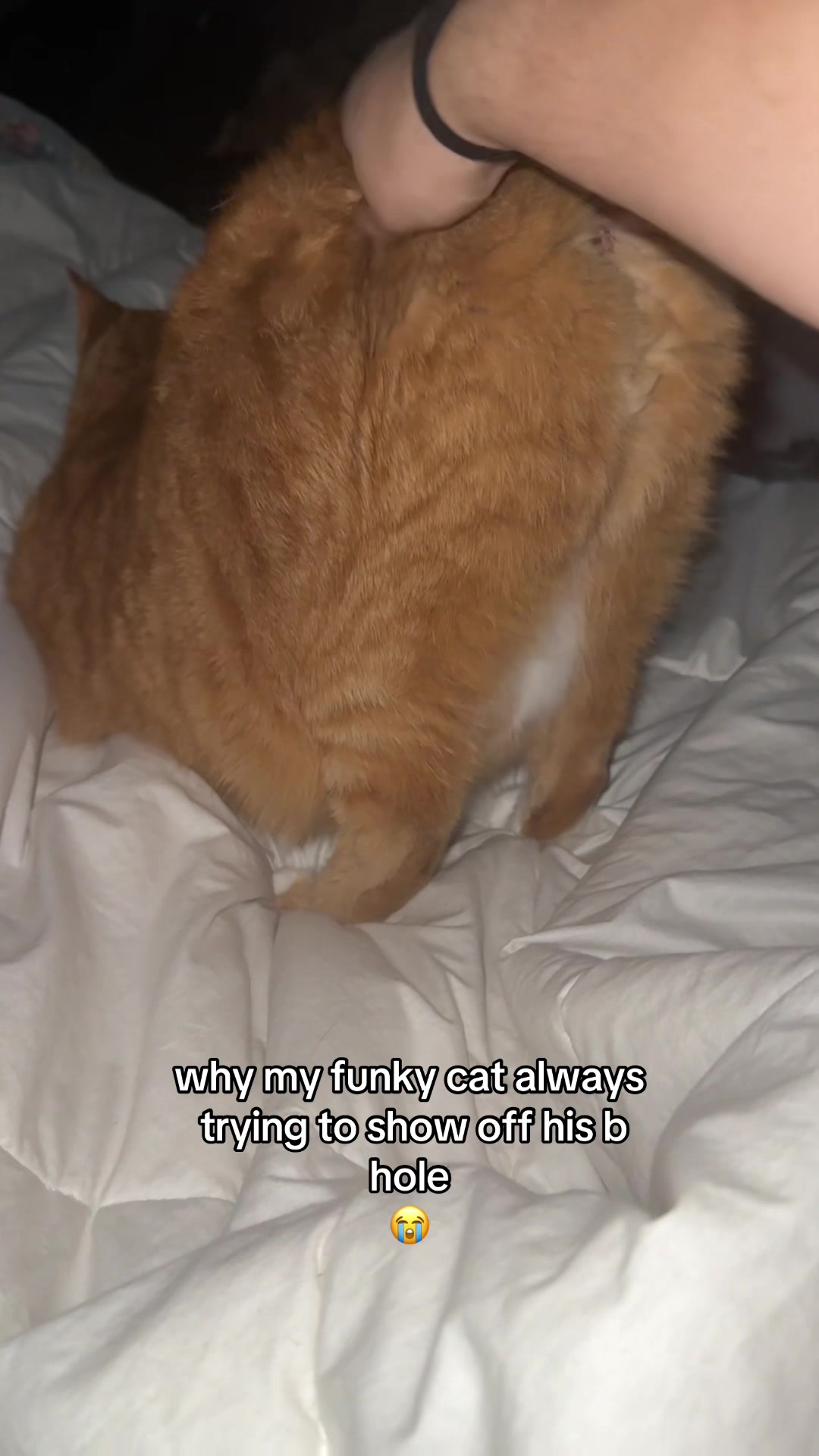 @BORF