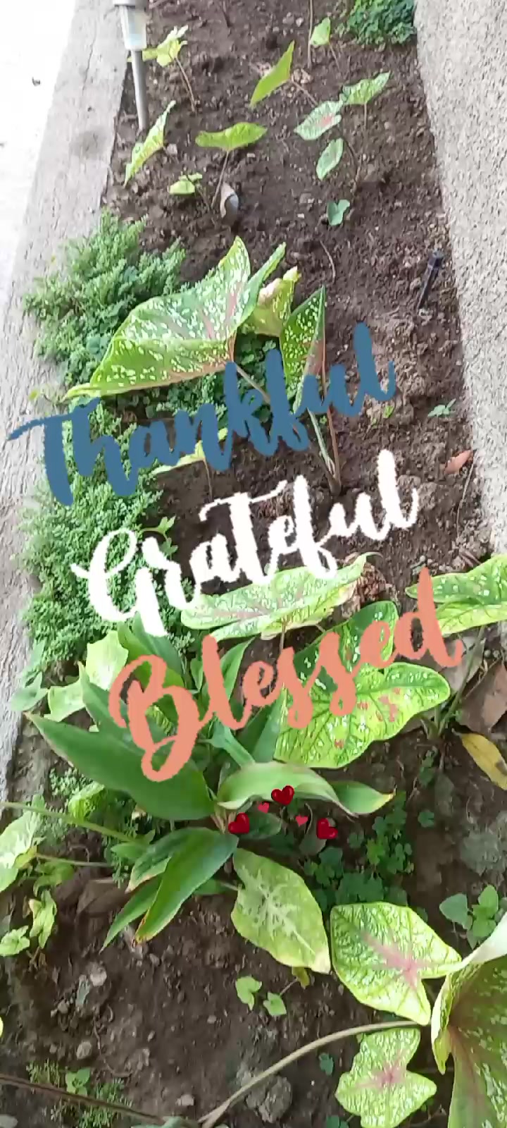 @Carol R. Rodriguez