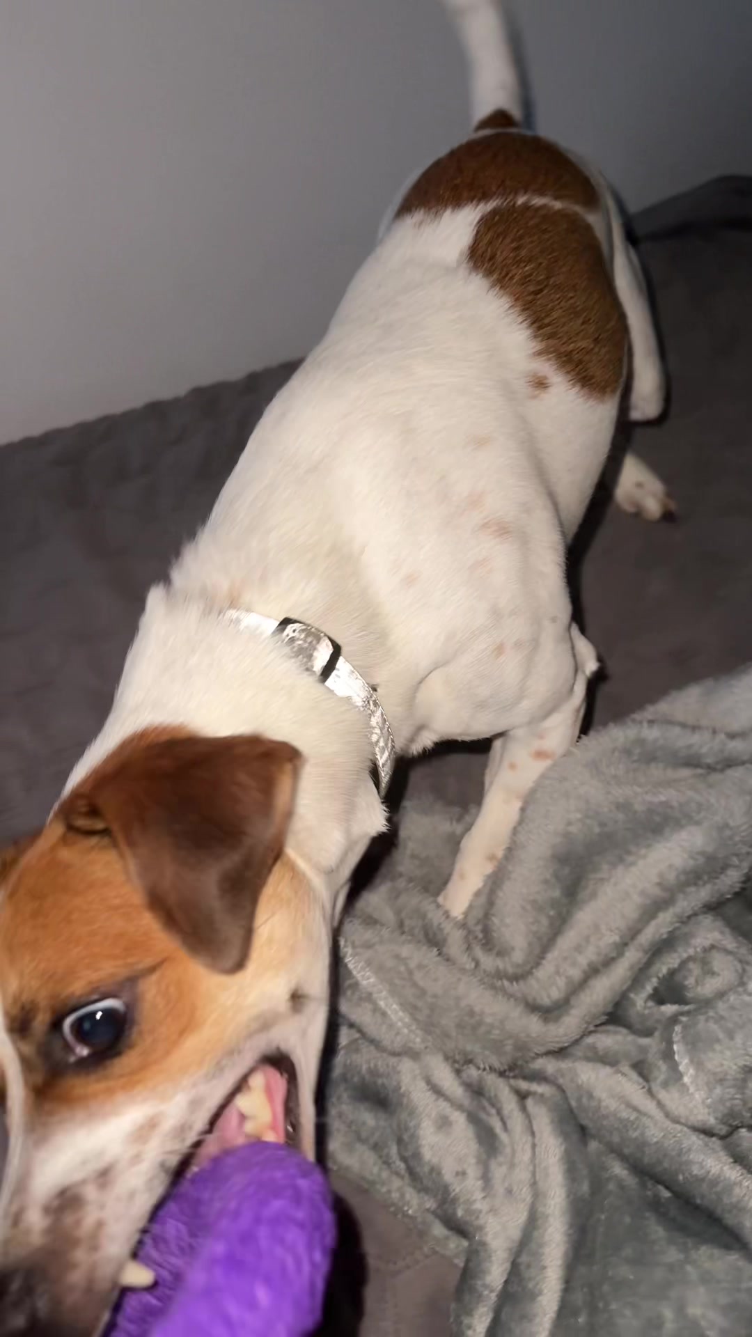 @люблю свою кожану🐶