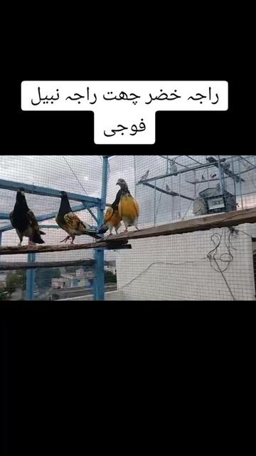 @shoqeenfoji980