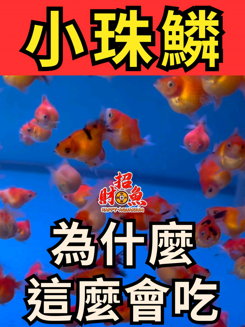 @招財魚水族精品