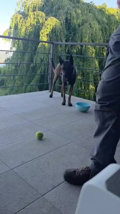 @Morgè_Malinois