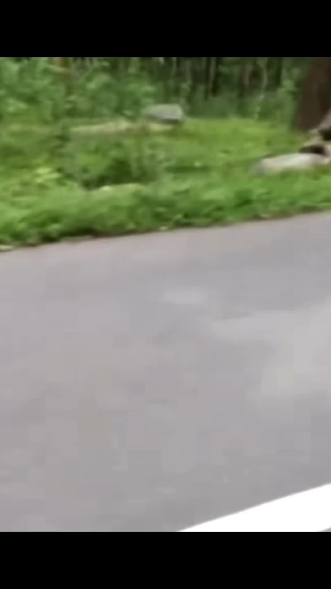 @𝘛𝘪𝘨𝘳𝘦𝘴𝘴 ⌗ 🐅