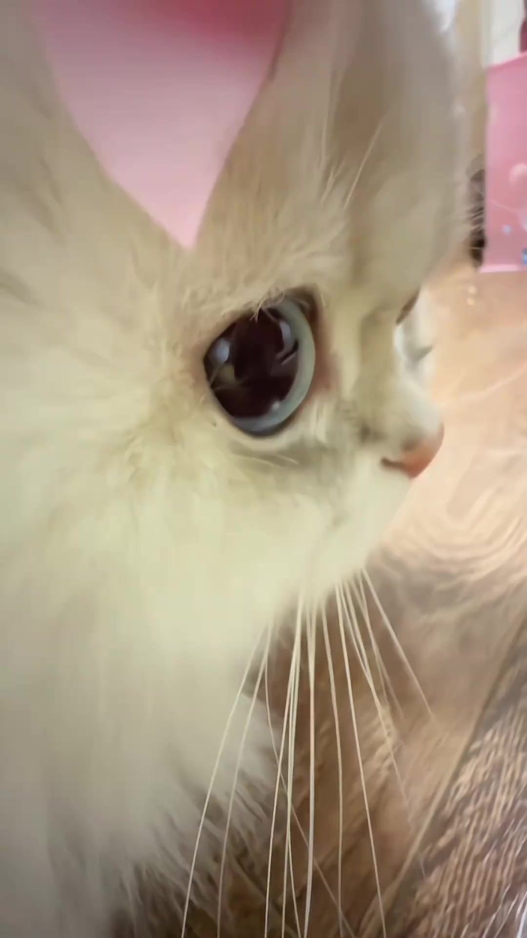 @trạm cute