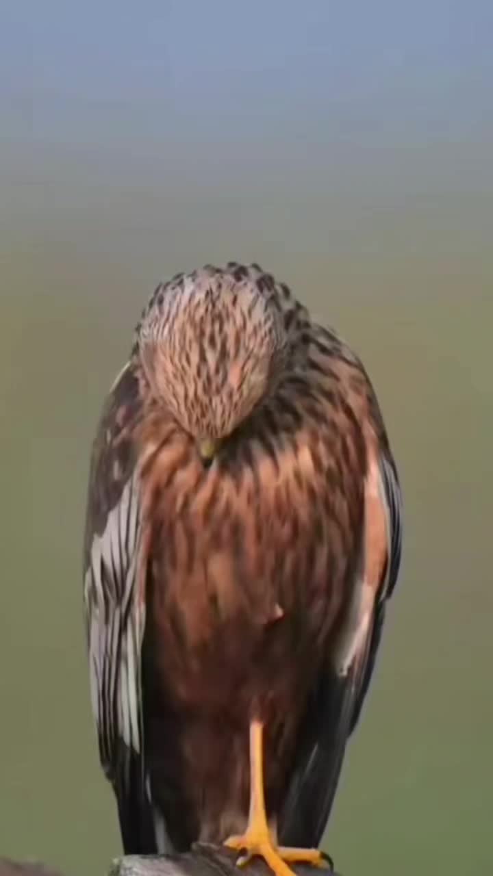 @ᥫ᭡ᴄᴇᴏ_ᴏғ_sᴛᴏʀʏ
