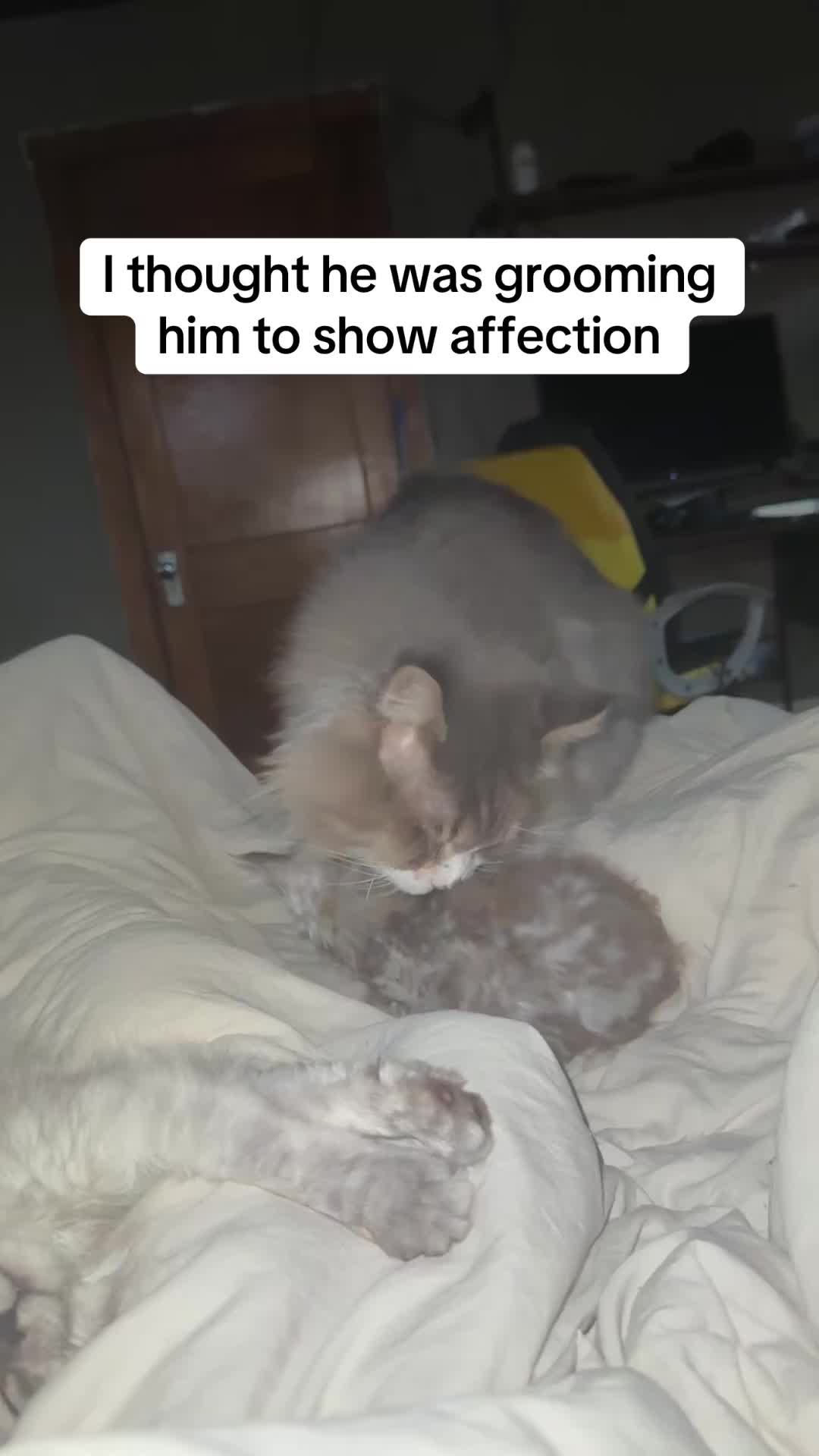 @Tycoon_Mainecoons