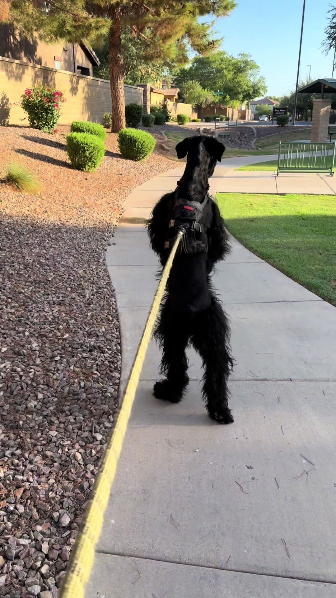@Fiona Walks