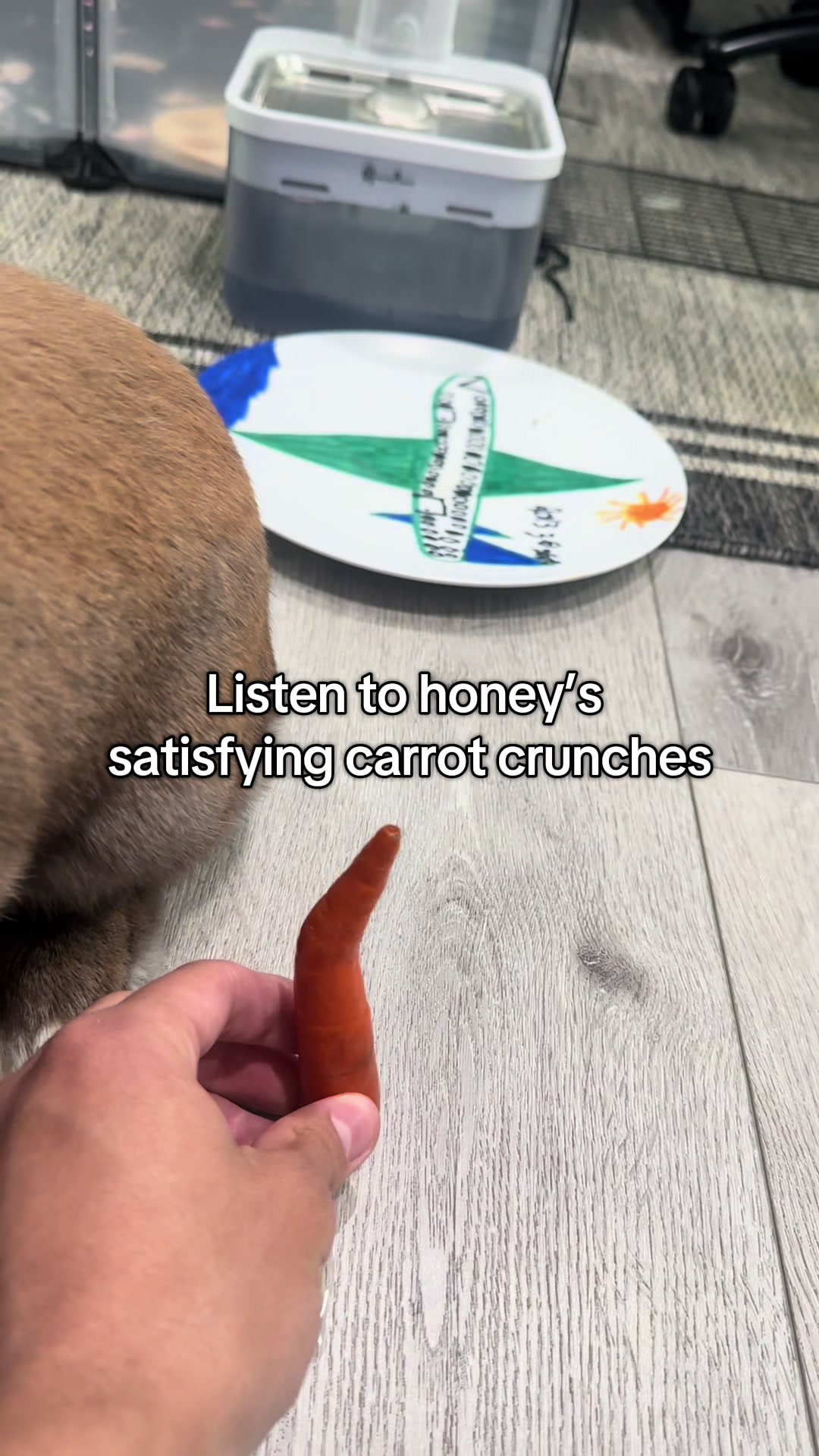 @honeythebunny24