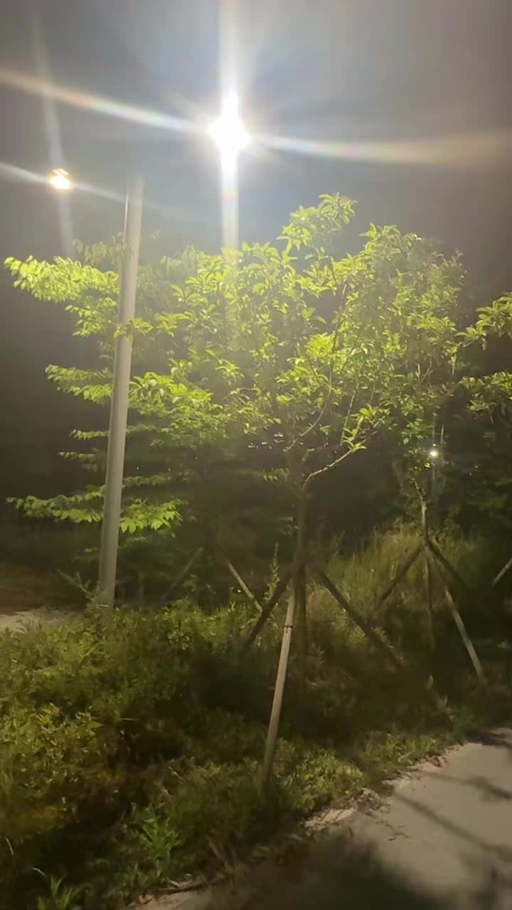 @shaista in korea