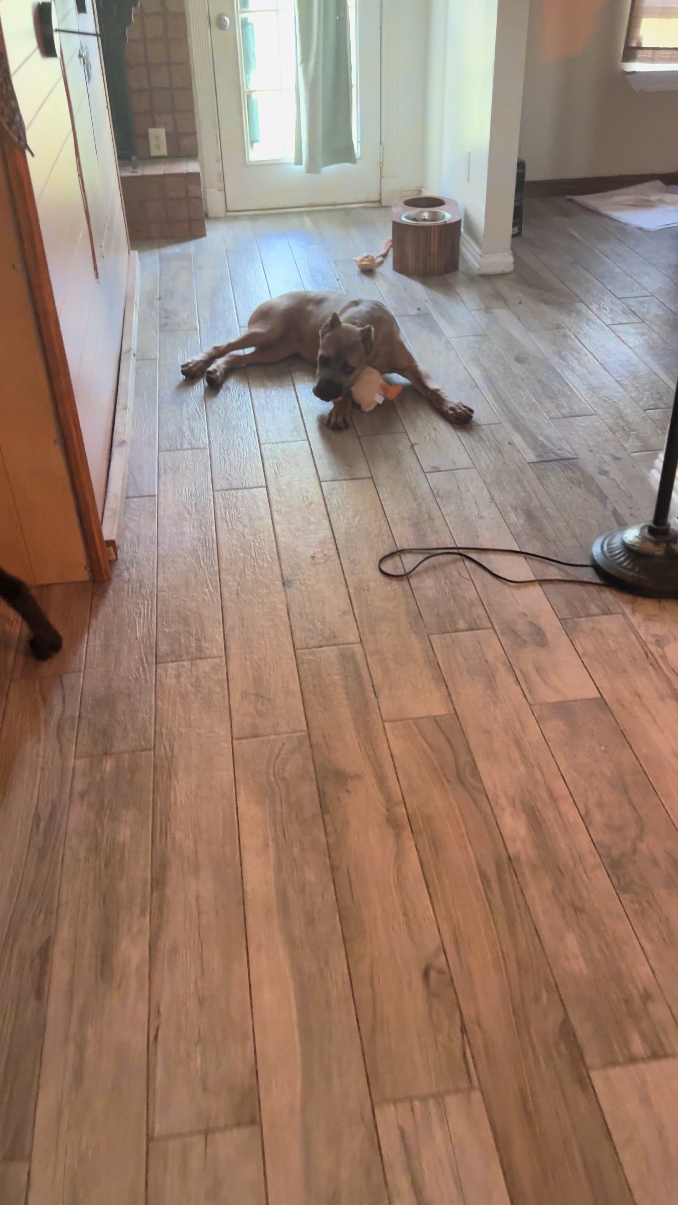@AandMCaneCorsos