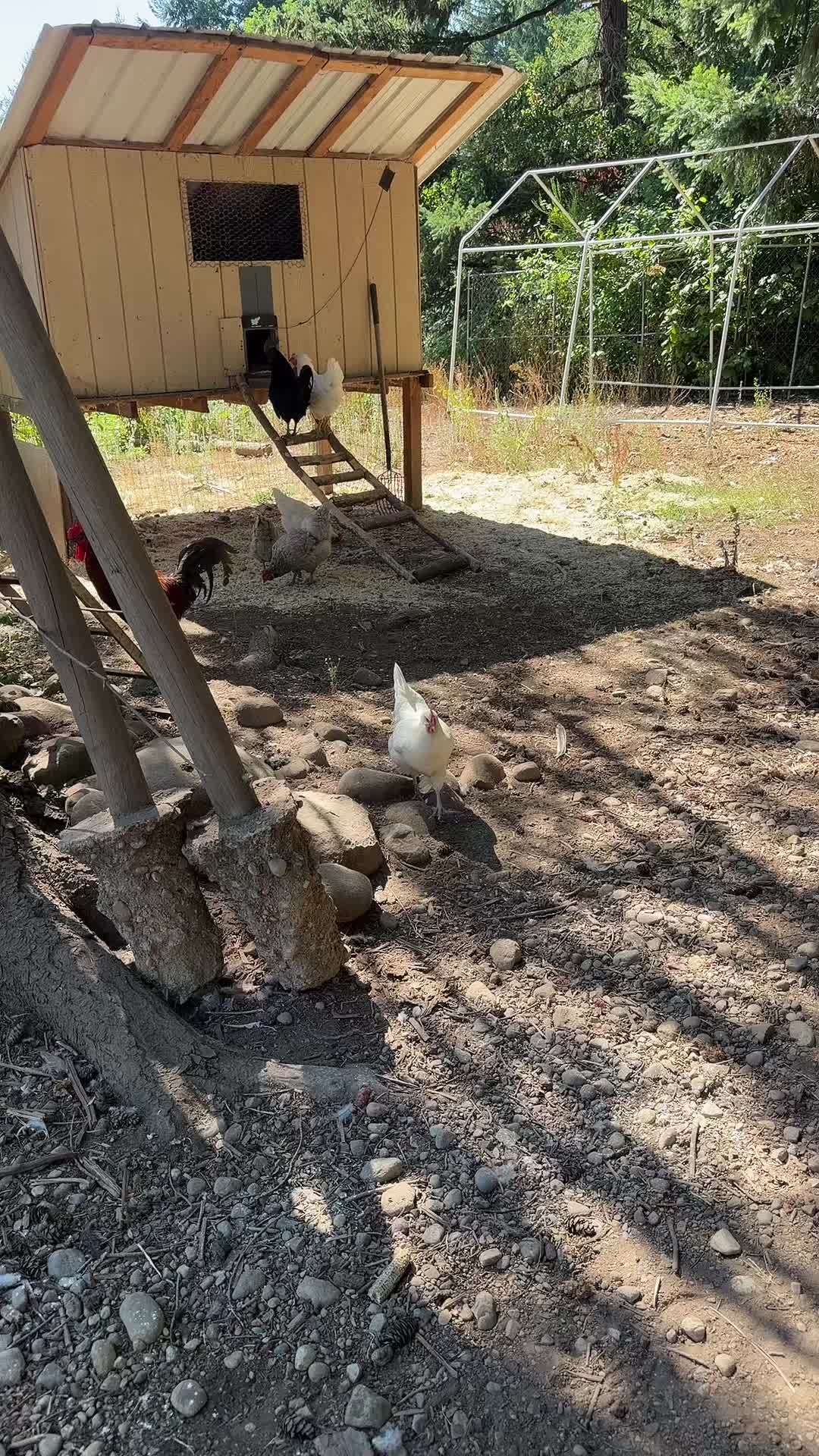 @Lyndsey - Backyard Family Farm